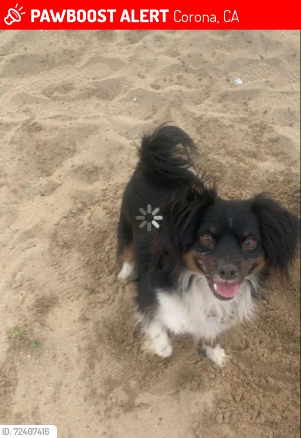 Lost Male Dog last seen Near st, Corona, CA 92882