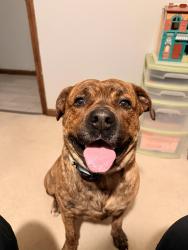 Reunited Male Dog last seen east raines, Memphis, TN 38115