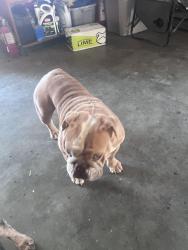 Found/Stray Female Dog last seen Lajara, Tehachapi, CA 93561