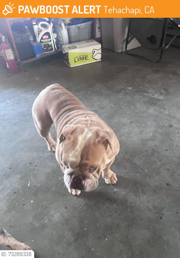 Found/Stray Female Dog last seen Lajara, Tehachapi, CA 93561