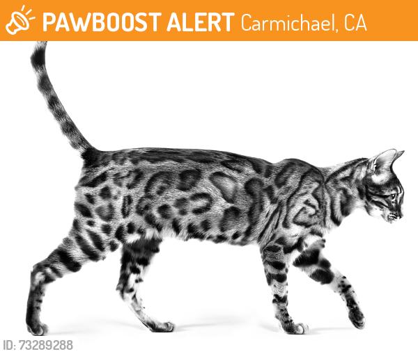 Found/Stray Male Cat last seen Landis and Deodar Street, Carmichael, Carmichael, CA 95608