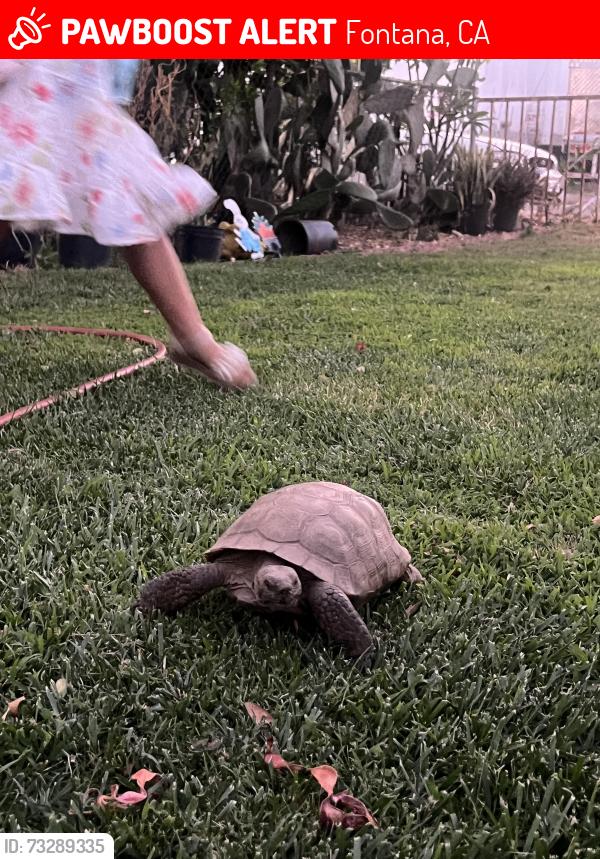 Lost Unknown Reptile last seen Near ceres Ave Fontana, Fontana, CA 92335