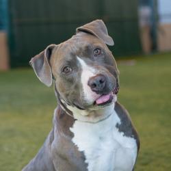 Shelter Stray Male Dog last seen , 361 S Raymond Ave, Pasadena, CA 91105, USA