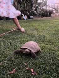 Lost Unknown Reptile last seen Near ceres Ave Fontana, Fontana, CA 92335