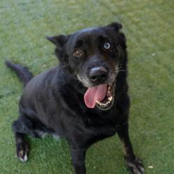 Shelter Stray Female Dog last seen , 361 S Raymond Ave, Pasadena, CA 91105, USA