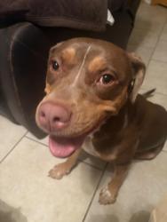 Lost Female Dog last seen Near Montgomery Blvd. in Albuquerque, NM, Albuquerque, NM 87109