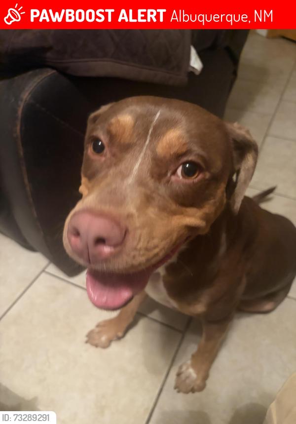 Lost Female Dog last seen Near Montgomery Blvd. in Albuquerque, NM, Albuquerque, NM 87109
