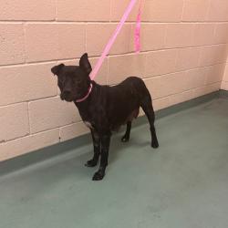 Shelter Stray Female Dog last seen , 2350 Appling City Cove, Memphis, TN 38133, USA