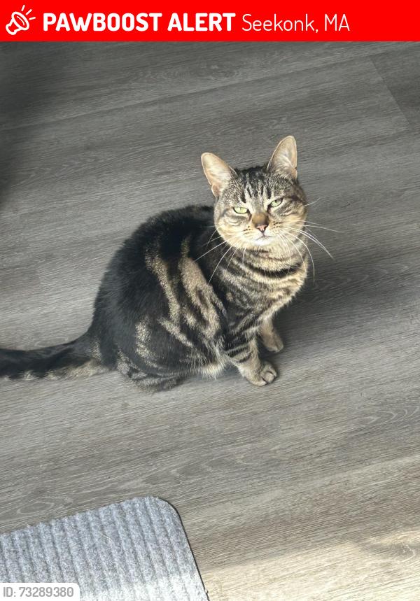 Lost Female Cat last seen Perry ave and greenbrier apmts, Seekonk, MA 02771