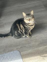 Lost Female Cat last seen Perry ave and greenbrier apmts, Seekonk, MA 02771