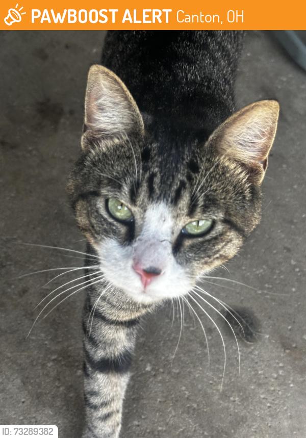 Found/Stray Male Cat last seen Middlebranch Easton area, Canton, OH 44721