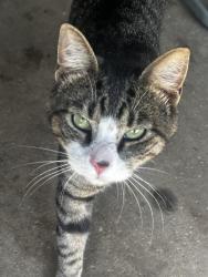 Found/Stray Male Cat last seen Middlebranch Easton area, Canton, OH 44721
