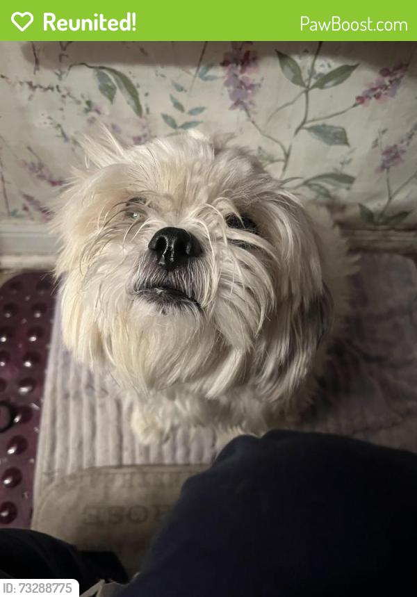 Reunited Male Dog last seen Forestlake and Northdale, Greater Northdale, FL 33624