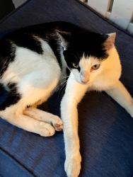 Found/Stray Male Cat last seen Rosemont Garden, Lexington, KY 40503