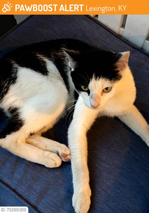 Found/Stray Male Cat last seen Rosemont Garden, Lexington, KY 40503
