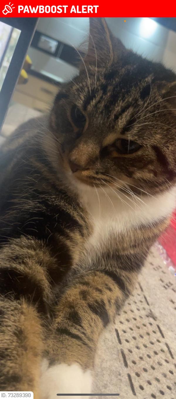 Lost Female Cat last seen Greenhill way, Greater London, England HA1