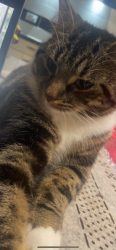 Lost Female Cat last seen Greenhill way, Greater London, England HA1
