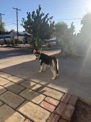 Found/Stray Male Dog last seen 36th street and Oak rd, Phoenix, AZ 85018