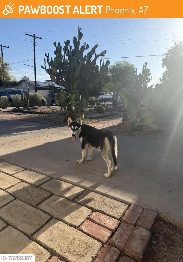Found/Stray Male Dog last seen 36th street and Oak rd, Phoenix, AZ 85018