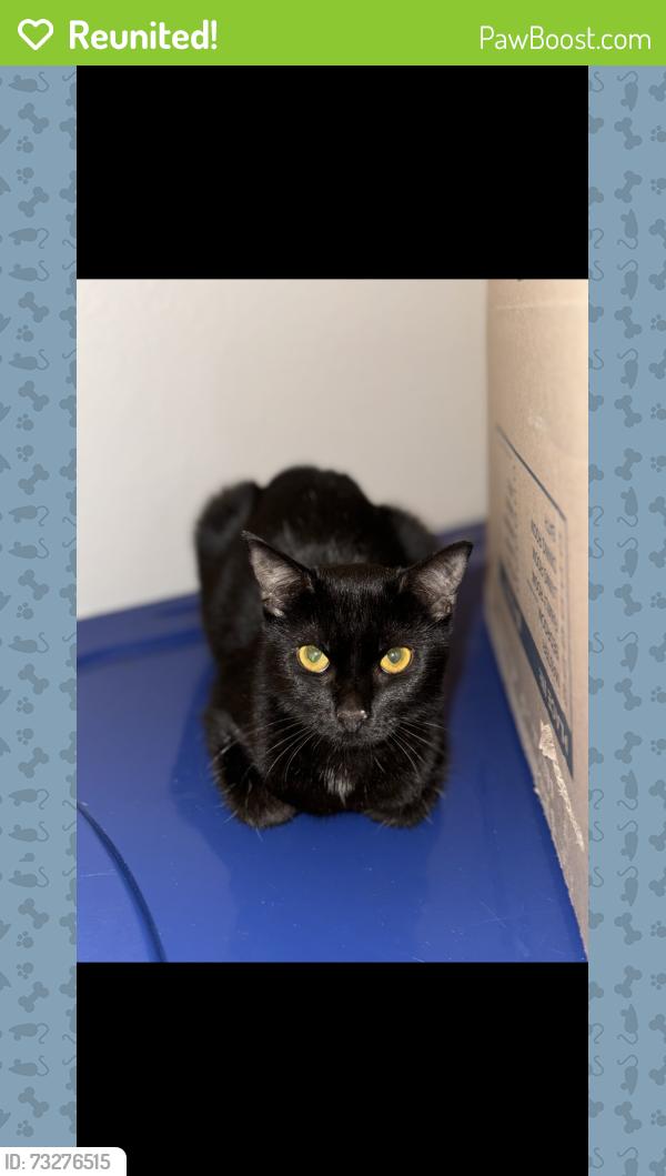 Reunited Male Cat last seen Springhill Library, Spring Hill, TN 37174