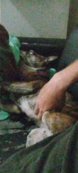 Reunited Female Dog last seen Behind shoppers drug mart on bristol, Mississauga, ON L5R 4A3