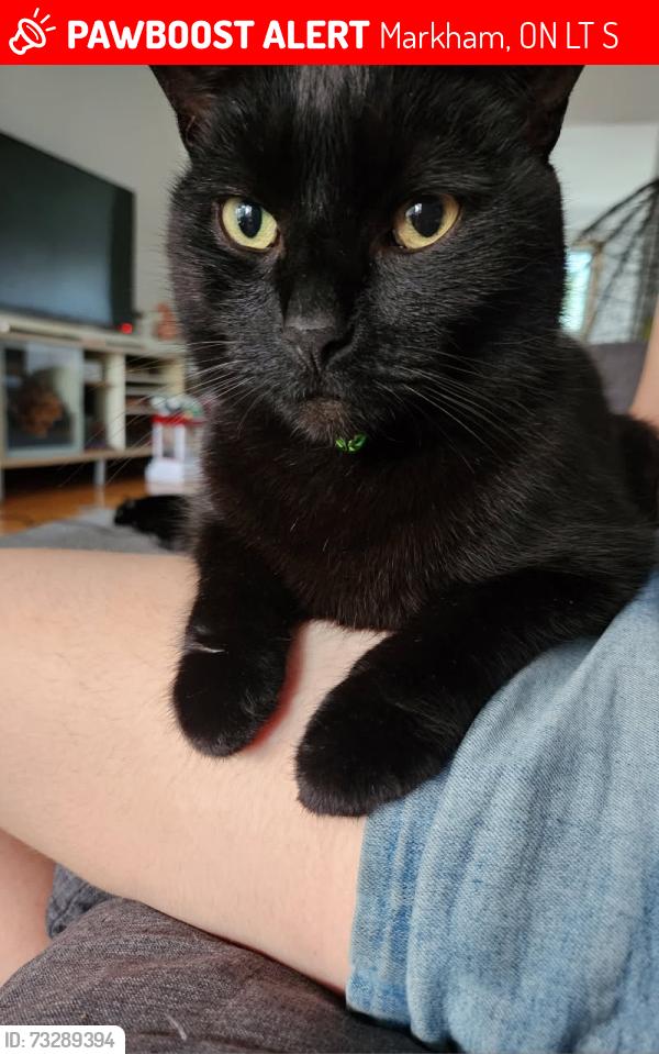 Lost Male Cat last seen John Street and Leslie, Markham, ON L3T 7S7