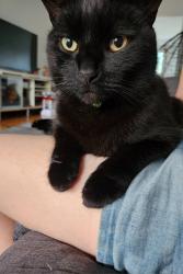 Lost Male Cat last seen John Street and Leslie, Markham, ON L3T 7S7