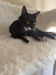 Reunited Female Cat last seen Audra and Bayfield, Denton, TX 76209