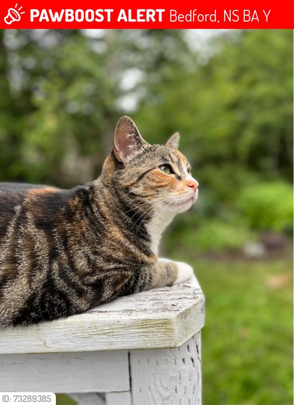 Lost Female Cat last seen Top of Moirs Mill, near Baha Court and Richardson Drive, Bedford, NS B4A 3Y3