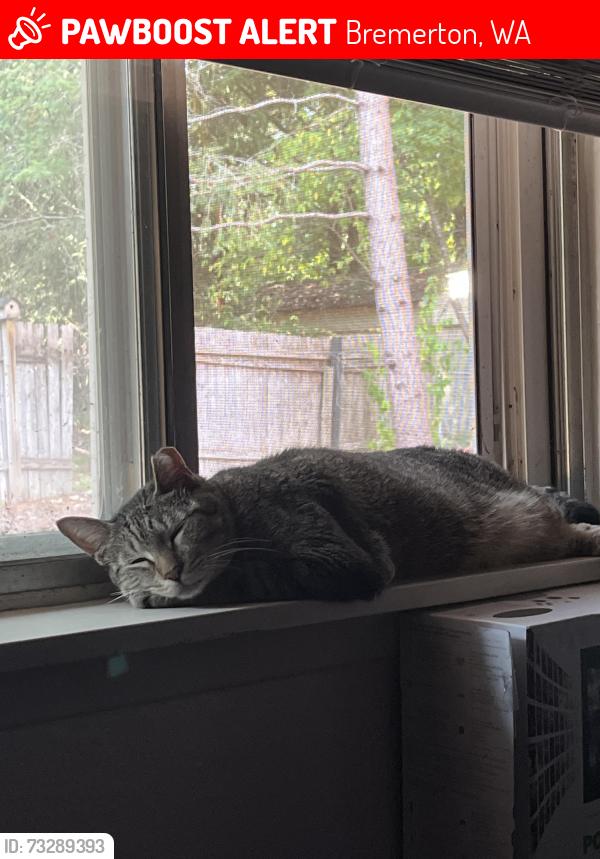 Lost Male Cat last seen Parkwood East in Bremerton, Bremerton, WA 98311