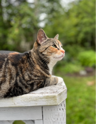 Lost Female Cat last seen Top of Moirs Mill, near Baha Court and Richardson Drive, Bedford, NS B4A 3Y3