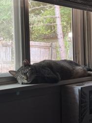 Lost Male Cat last seen Parkwood East in Bremerton, Bremerton, WA 98311