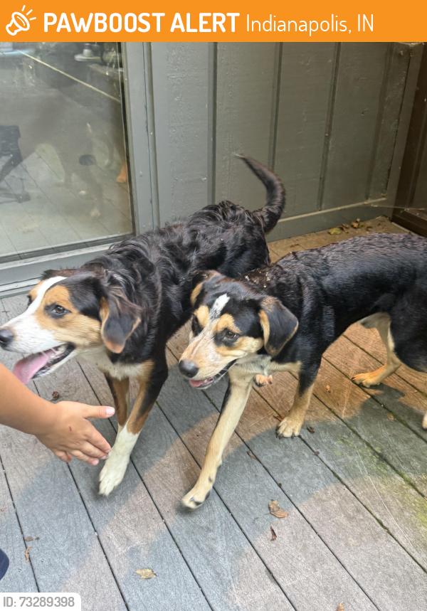 Found/Stray Unknown Dog last seen 56th and Shadeland, Indianapolis, IN 46226