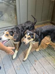 Found/Stray Unknown Dog last seen 56th and Shadeland, Indianapolis, IN 46226