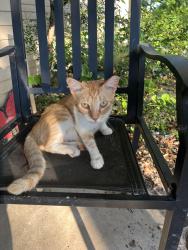 Lost Male Cat last seen Patricia street, San Antonio, TX 78216