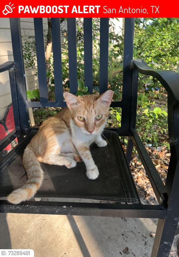 Lost Male Cat last seen Patricia street, San Antonio, TX 78216