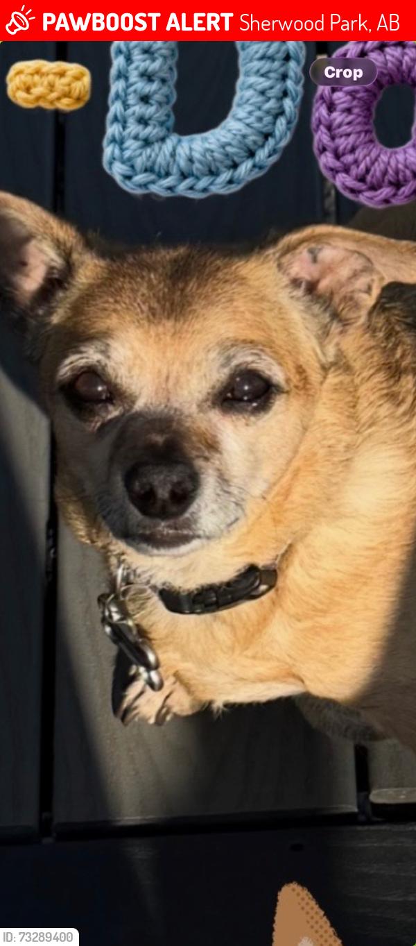 Lost Male Dog last seen Amberly way Sherwood park, Sherwood Park, AB 