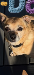 Lost Male Dog last seen Amberly way Sherwood park, Sherwood Park, AB 