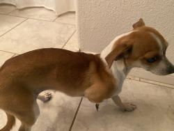 Reunited Female Dog last seen Charlotte and Jerry Keller Elementary School, Las Vegas, NV 89110