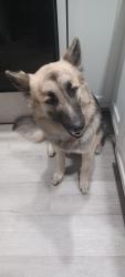 Reunited Female Dog last seen Berryhill circle, Fruitland Park, FL 34731