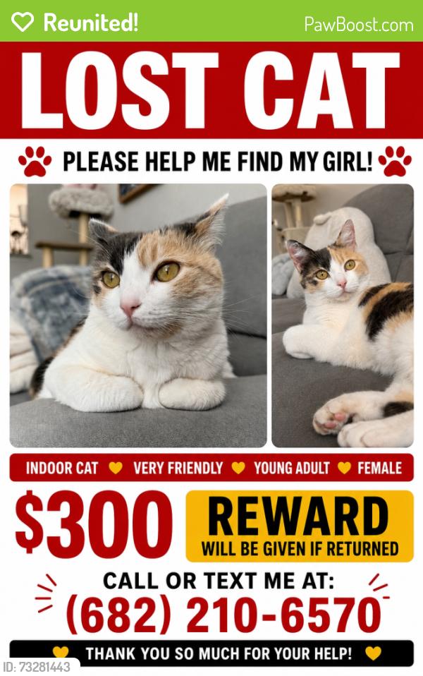 Reunited Female Cat last seen Mariposa Cove Lane, Orlando, FL 32822