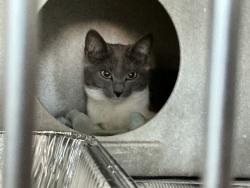 Shelter Stray Female Cat last seen UNIVERSITY PKWY X VARSITY, 333 Chandler Pl, San Bernardino, CA 92408, USA