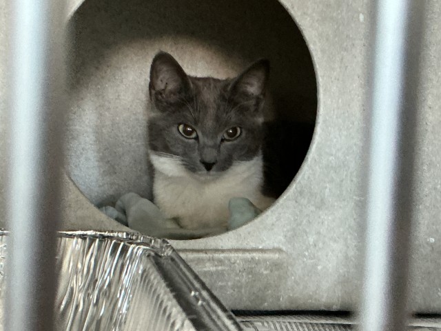 Shelter Stray Female Cat last seen UNIVERSITY PKWY X VARSITY, 333 Chandler Pl, San Bernardino, CA 92408, USA