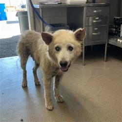 Shelter Stray Female Dog last seen Near BLOCK E EVANS, 333 Chandler Pl, San Bernardino, CA 92408, USA