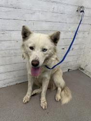 Shelter Stray Male Dog last seen Near BLOCK E EVANS, 333 Chandler Pl, San Bernardino, CA 92408, USA