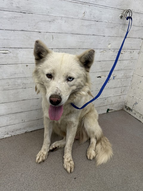 Shelter Stray Male Dog last seen Near BLOCK E EVANS, 333 Chandler Pl, San Bernardino, CA 92408, USA
