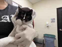 Shelter Stray Male Cat last seen Near BLOCK MANN ST SANTA FE NM 87505, 100 Caja Del Rio Rd, Santa Fe, NM 87507, USA