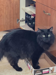 Reunited Male Cat last seen Cherrier, Montréal, QC H9C 1W3