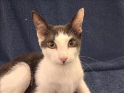 Shelter Stray Male Cat last seen , 1850 W 60th St, Los Angeles, CA 90047, USA