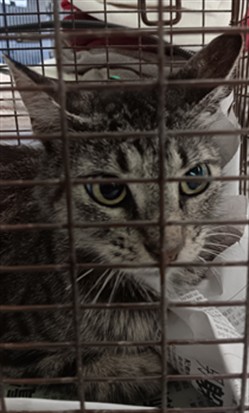 Shelter Stray Female Cat last seen , 1850 W 60th St, Los Angeles, CA 90047, USA